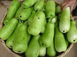 吃瓜子的葫芦瓜,探寻传统美食的传承之旅