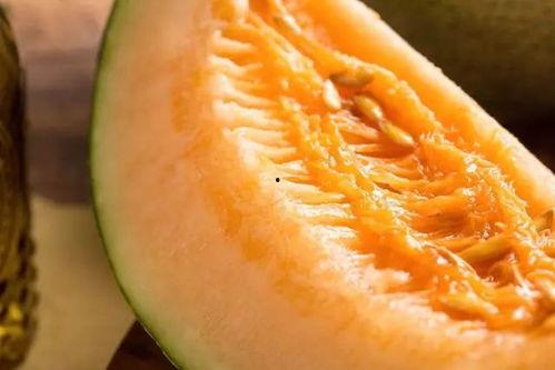 小猪吃哈密瓜种瓜得瓜,哈密瓜种植的趣味之旅