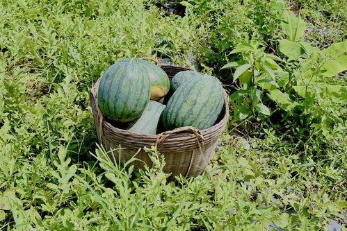 rainie田吃瓜,揭秘娱乐圈的“吃瓜”达人