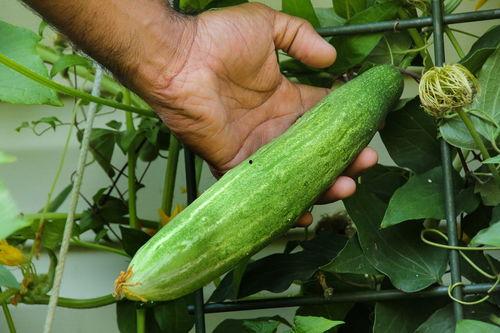 梦见别人摘瓜切瓜吃,瓜熟蒂落,共享瓜香
