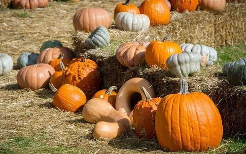 什么是镇平吃瓜,揭秘镇平吃瓜文化