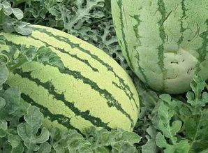 云南岩瓜怎么吃,探索地方特色美食之旅