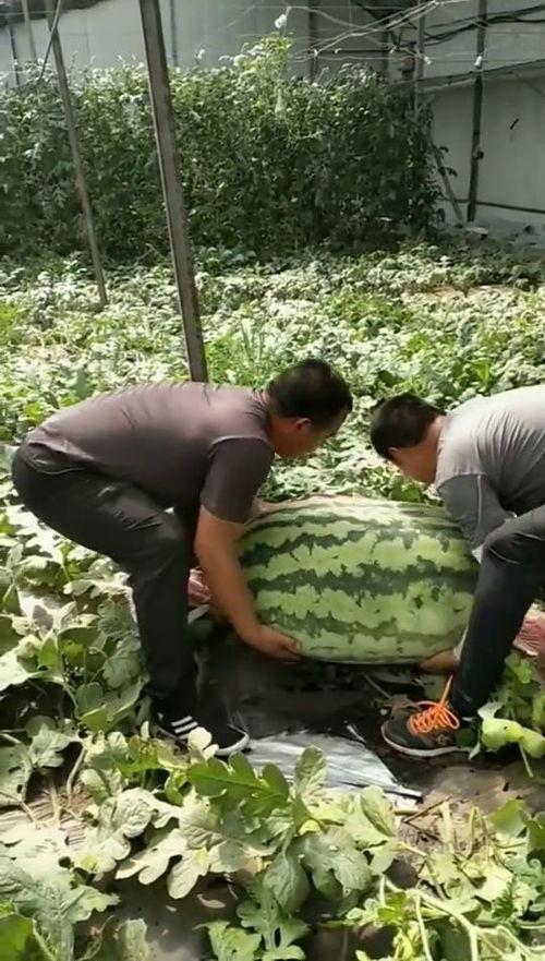 全家吃大瓜后续,揭秘惊人真相,家庭纷争再掀波澜