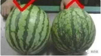 临沂本地吃瓜,本地特色瓜果盛宴