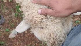 吃瓜小海绵羊,揭秘娱乐圈的幕后故事