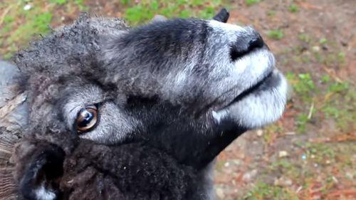 吃瓜小海绵羊,揭秘娱乐圈的幕后故事