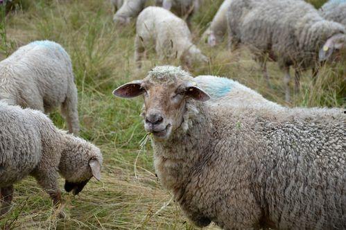 吃瓜小海绵羊,揭秘娱乐圈的幕后故事