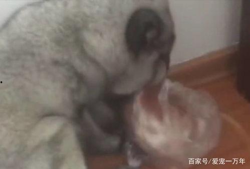 狐狸吃瓜直播,揭秘网红背后的真实生活